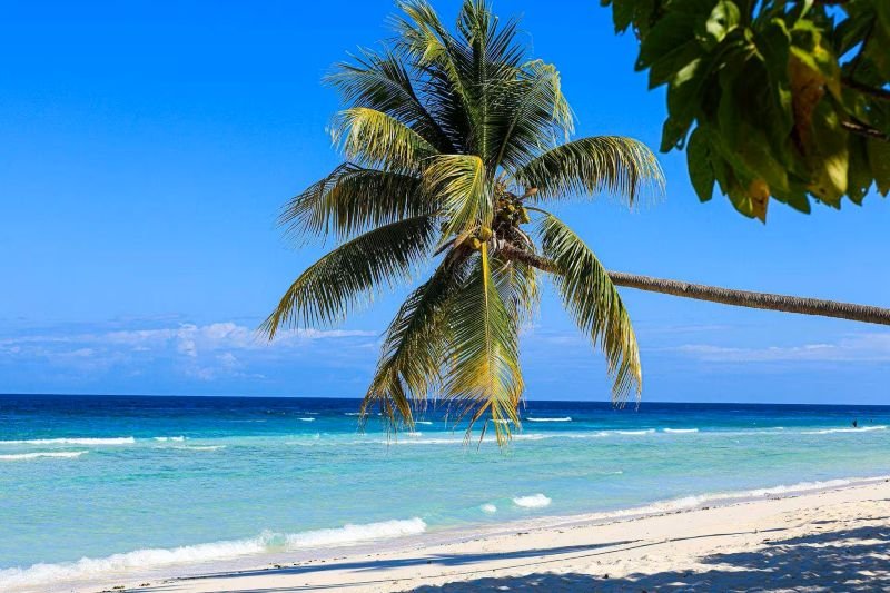 Jamaica beach with palm tree and turquoise sea